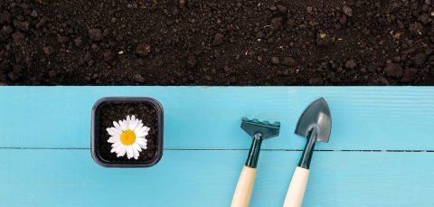 Planting flower