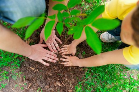 Planting Trees